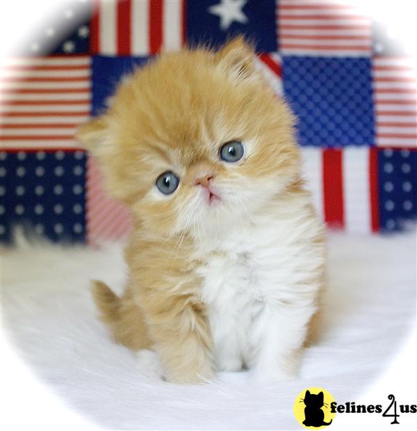 centralparkpersians Picture 1